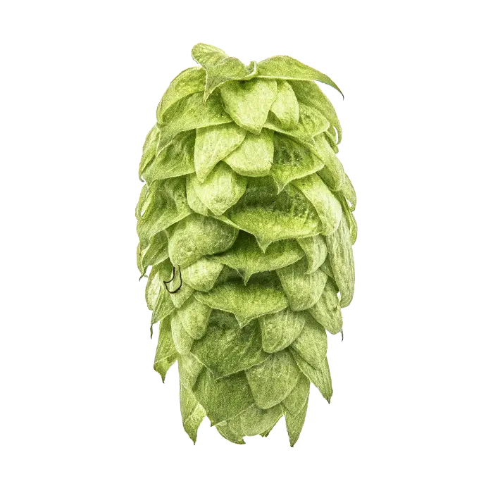 Mosaic Hopfen