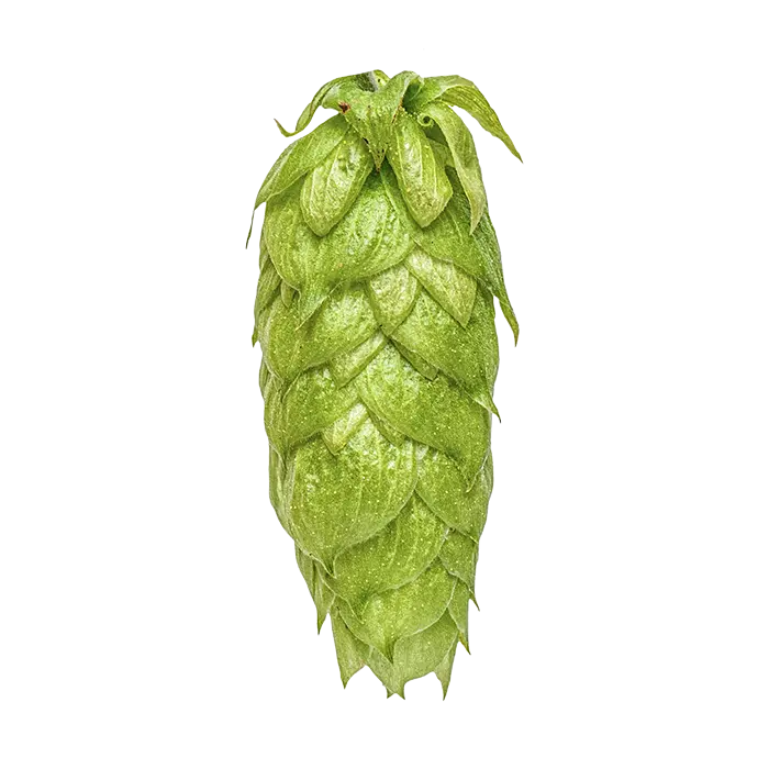 Nelson Sauvin Hopfen